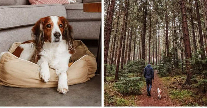 Eropuit met je hond boek over wandelen en overnachten in Nederland