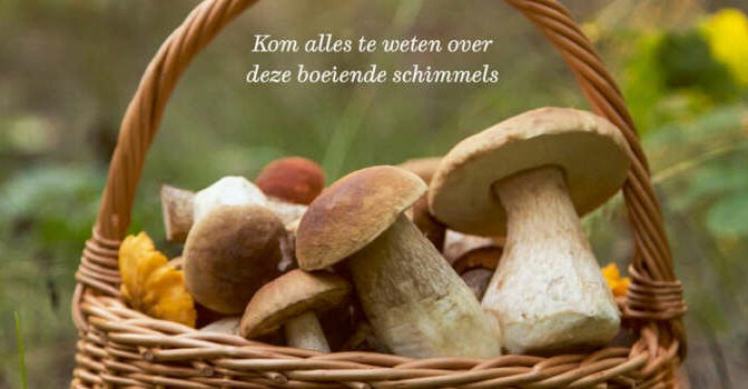 Het wildplukboek voor paddenstoelen boek van Ben Brumagne