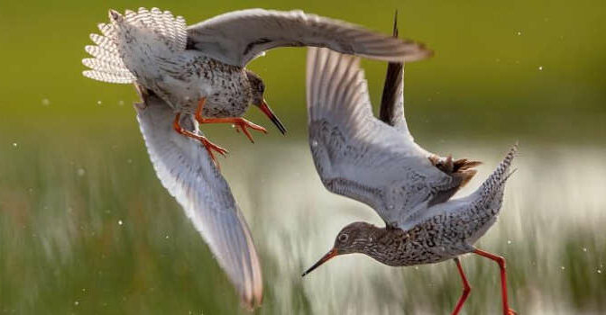 Steltlopers van Europa vogelboek van Lars Gejl