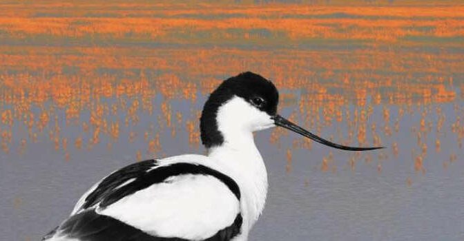 Vogels van de Friese Waddenkust boek van Henk Hiemstra, Meino Zondervan, Meinte Engelmoer en Taeke Roosjen