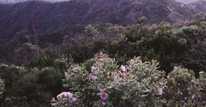 Het geduld van de bloemen Stefan Brijs boek met verhalen over de natuur van Andalusië